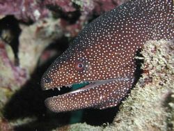 Spotted Eel, Maui by Mitch Bowers 